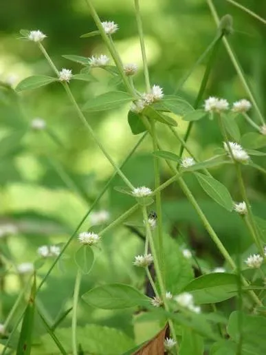 Alternanthera sessilis